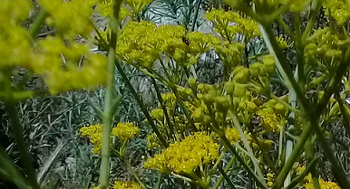 ferula o hippomarathrum ...?  No, Prangos sp. o  Cachrys sp.